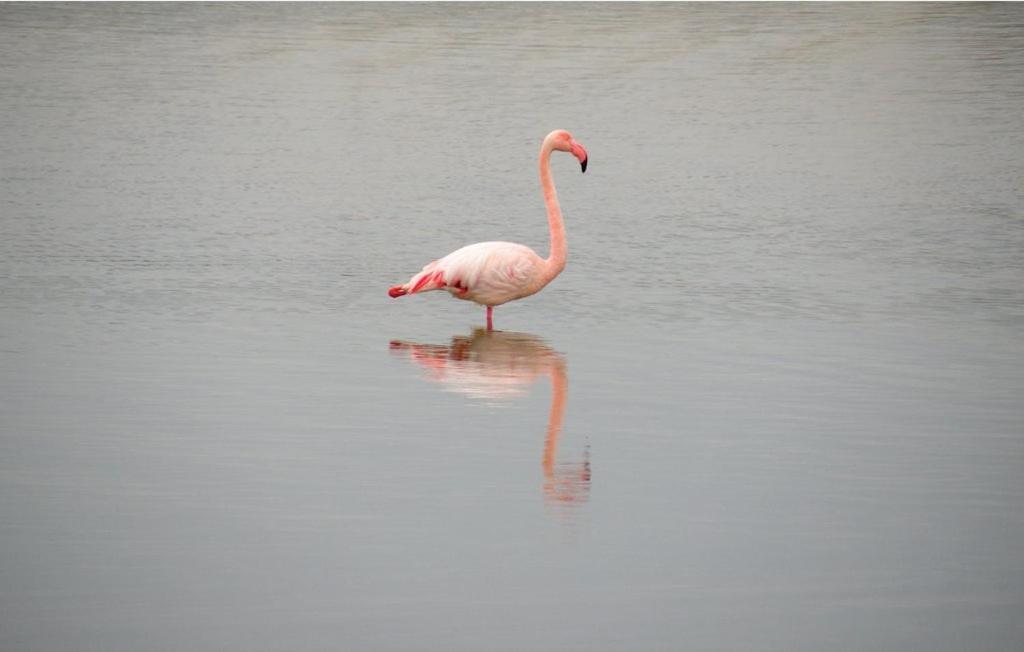 Vacances En Camargue Proche De La Mer Climatise Aigues-Mortes Eksteriør billede