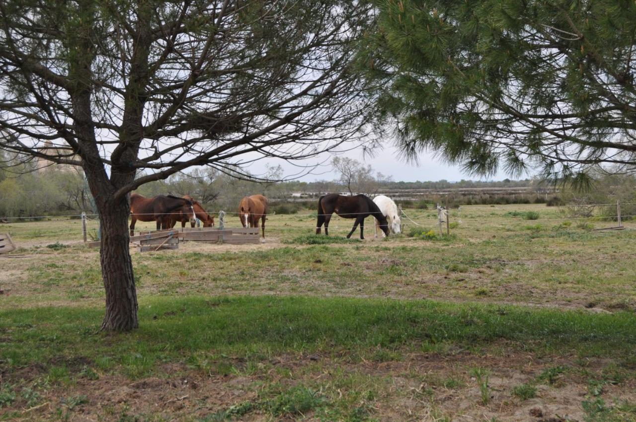 Vacances En Camargue Proche De La Mer Climatise Aigues-Mortes Eksteriør billede